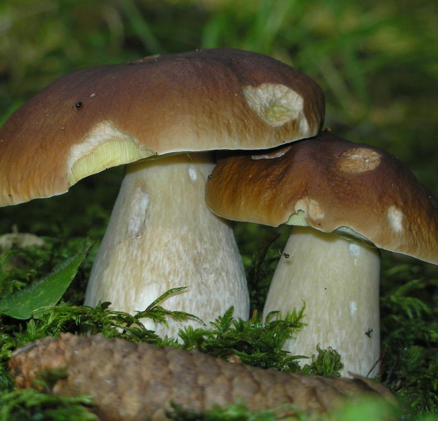 foto funghi